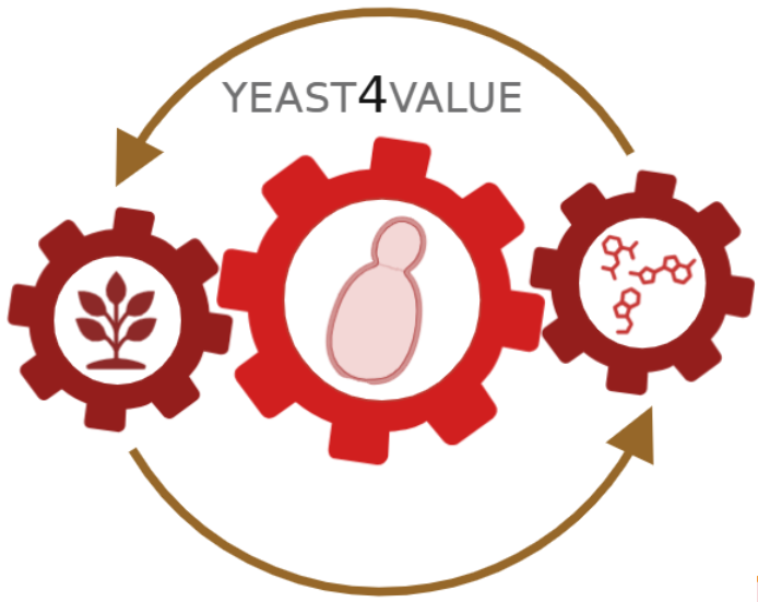 YEAST4VALUE Logo
